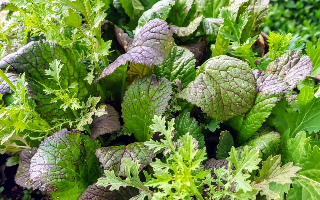 Ako pestovať čerstvú šalátovú zeleninu tzv. šalátovinu (listovú zeleninu a mikrozeleninu) po celý rok?
