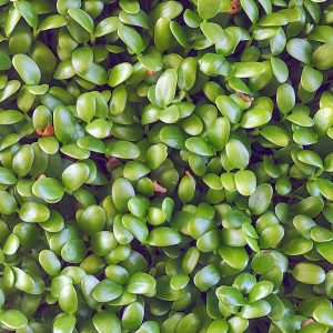 Semená ďateliny na pestovanie mikrozeleniny