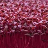 BIO semená amarantu na pestovanie mikrozeleniny